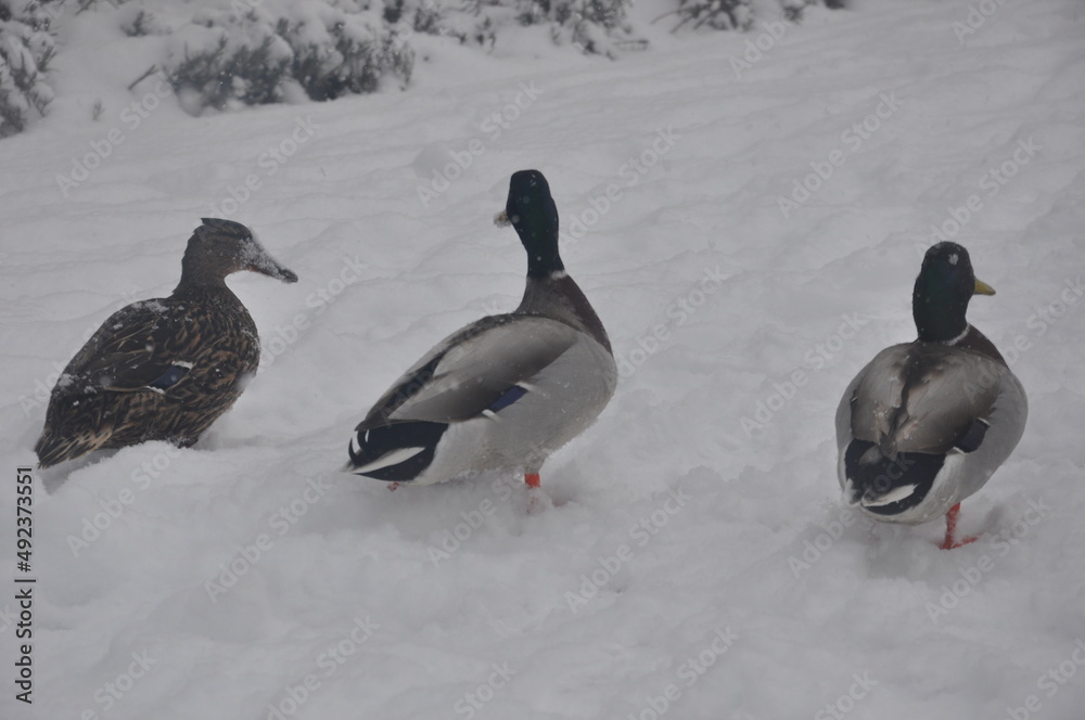 ducks in snow ducks in snow