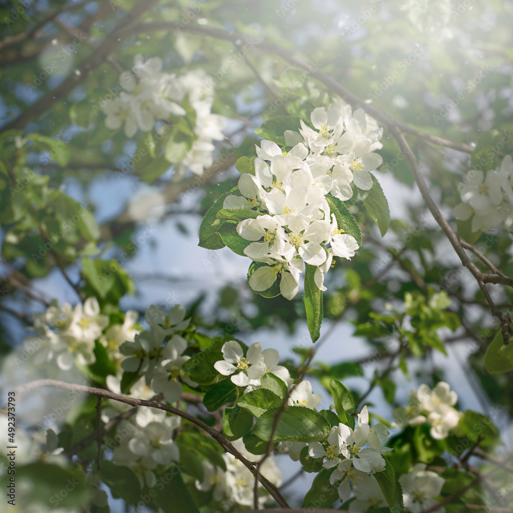 Blurred White beautiful flowers in apple tree blooming in the early spring, nature backgroung with copy space Blurred White beautiful flowers in apple tree blooming in the early spring, nature backgroung with copy space