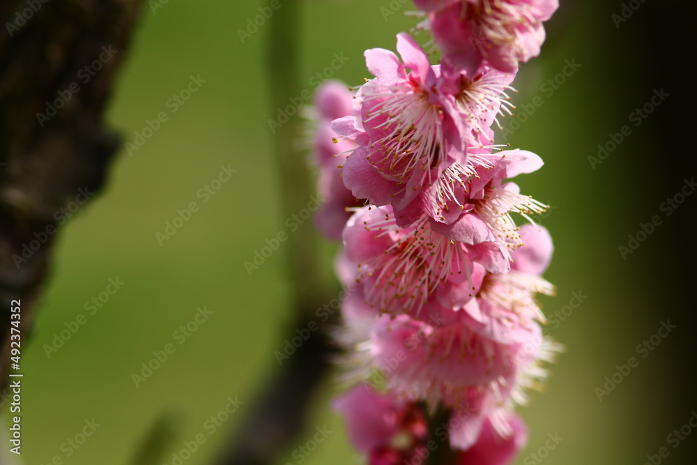 梅の花 梅の花