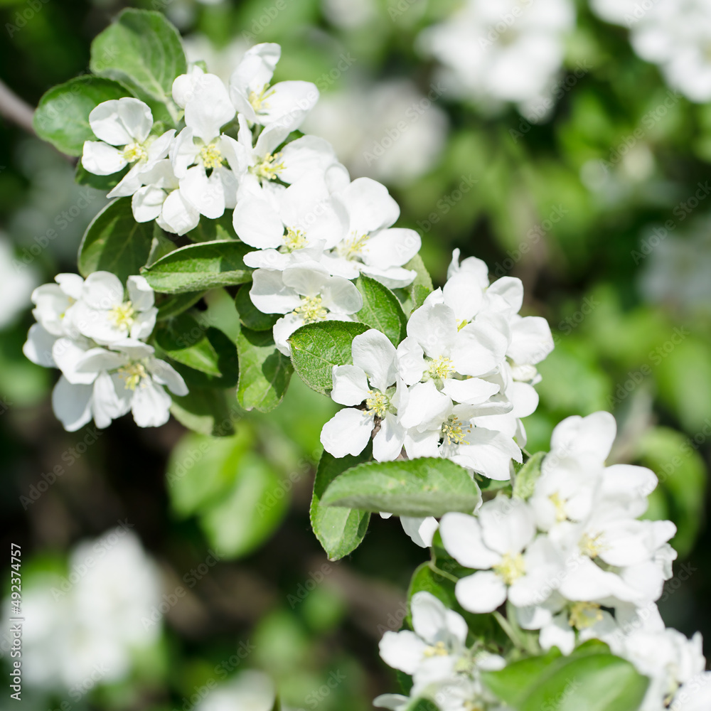 Blurred nature background with White beautiful flowers in the tree blooming in the early spring