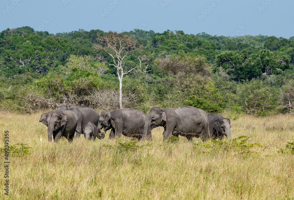 The elephant chain The elephant chain