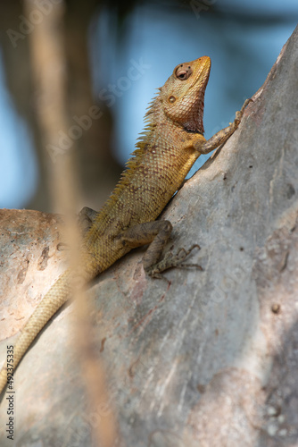Oriental garden lizard on a tree
