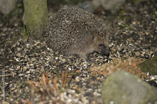 Hedgehog at night looking for food. Nocturnal animal.