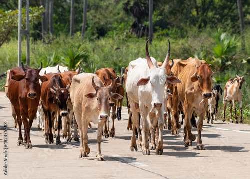 Sri Lanka cow walking on the street