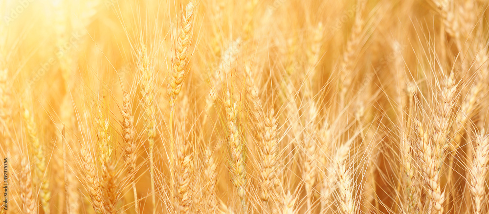 Golden wheat field at sunset. Harvest and food concept. Golden wheat field at sunset. Harvest and food concept.
