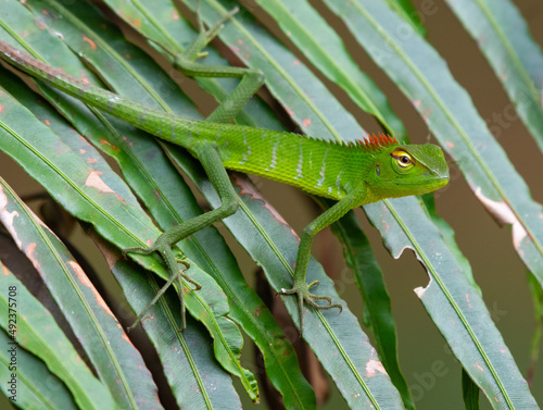 Green garden lizard juvenile