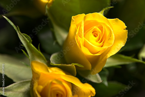 Yellow rose flowers with green leaves isolated on white.