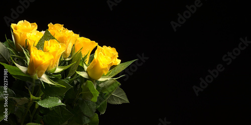 Yellow rose flowers with water droplets and green leaves over black background.