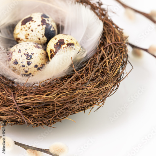 Easter composition with quail eggs and feathers in a nest on a white background with willow twigs. Spring time. Easter holiday card