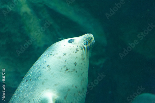 旭山動物園にて浮上する