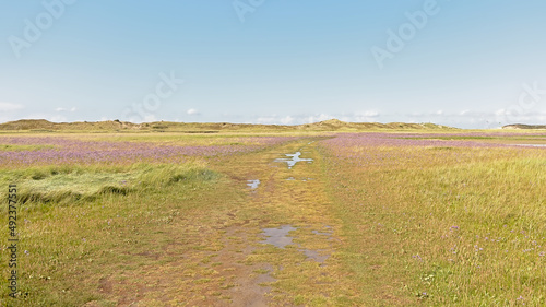 purple sea lavender flowers in a salt marsh in Zwin nature reserve, with creeks and dunes . Knokke, Belgium photo