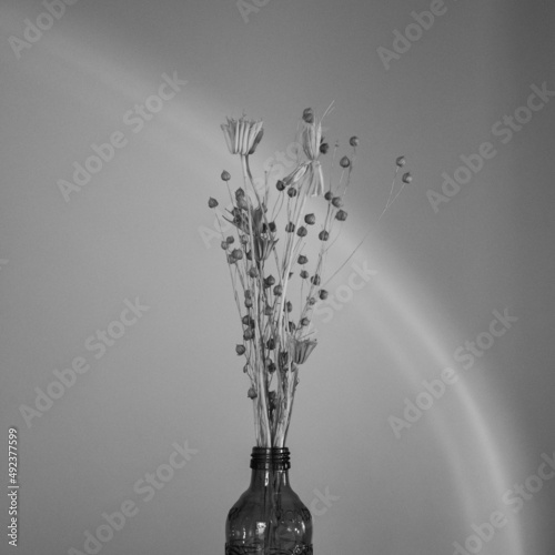 fleurs sechées en noir et blanc