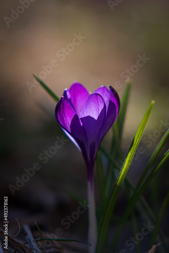 purple crocus in the evening light - beautiful bokeh