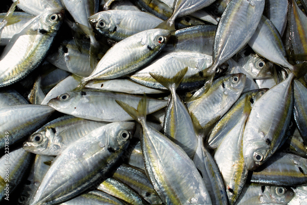 Obraz premium Several mackerels overlap.