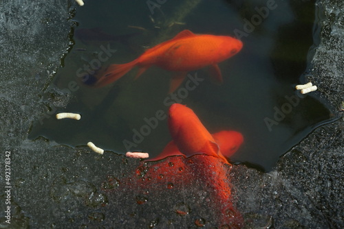 Red fish  in the frozen pond 