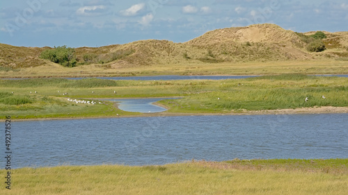 creek with saltwater and dunes on a sunny summer day in Het Zwin nature reserve, Knokke, Flanders, Belgium  photo