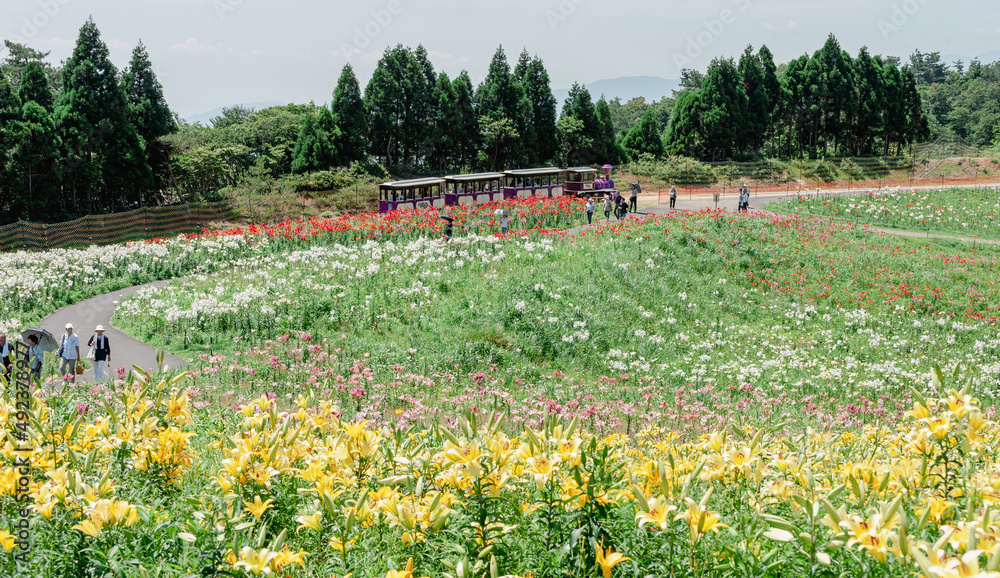 Obraz premium トロッコ列車と一面の花
