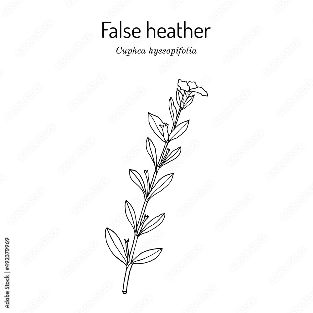 Fototapeta premium False heather, or elfin herb Cuphea hyssopifolia , medicinal plant