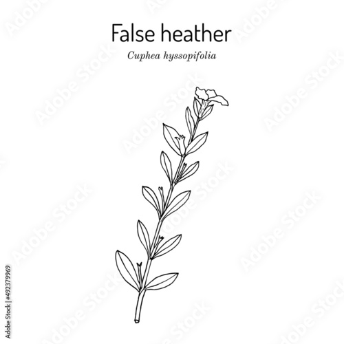 False heather  or elfin herb Cuphea hyssopifolia   medicinal plant