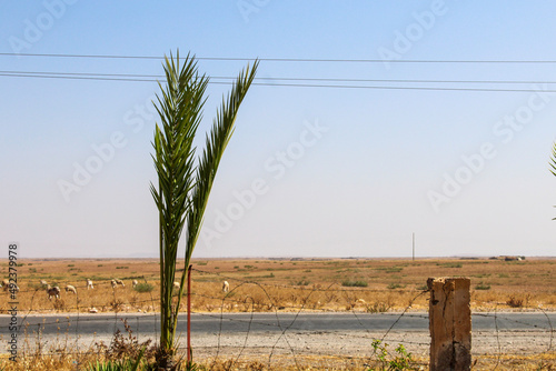 Desert Palm