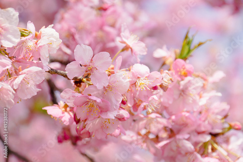 河津桜