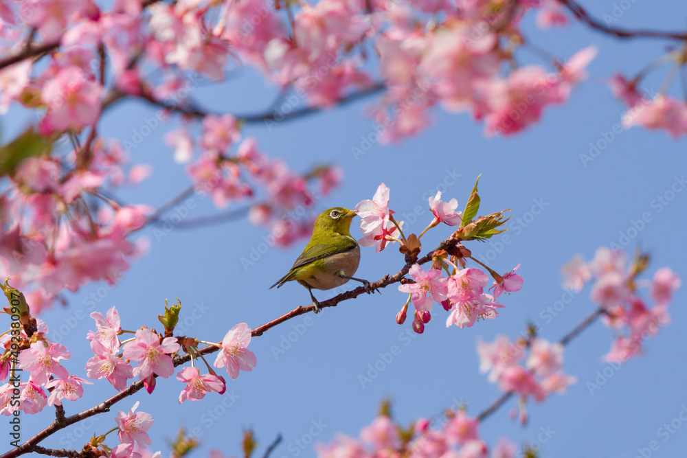 河津桜とメジロ