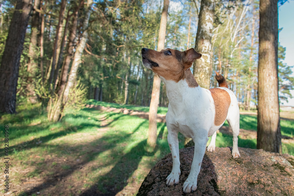 Purebred Jack Russell Terrier on a walk in nature near the forest.