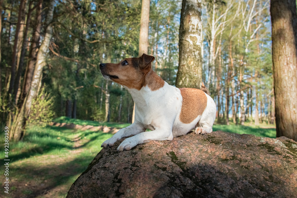 Purebred Jack Russell Terrier on a walk in nature near the forest.