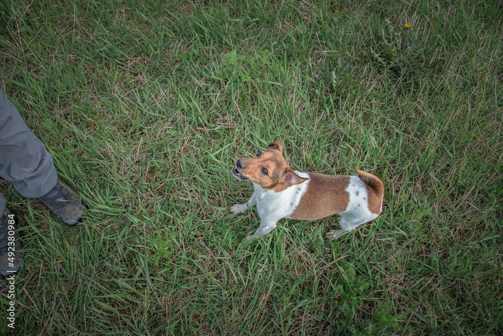 Purebred Jack Russell Terrier on a walk in nature near the forest. Purebred Jack Russell Terrier on a walk in nature near the forest.