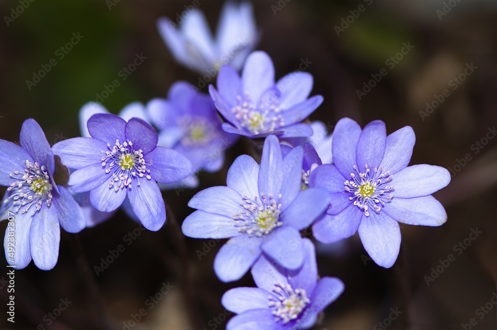 Przylaszczka pospolita (Hepatica nobilis), jeden z najpiękniejszych kwiatów wiosennych Przylaszczka pospolita (Hepatica nobilis), jeden z najpiękniejszych kwiatów wiosennych