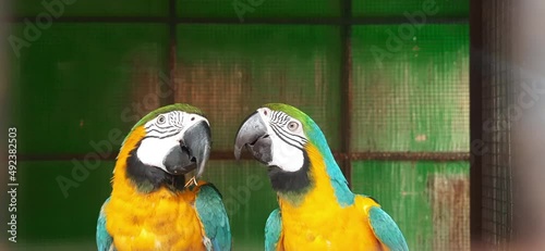 Blue and yellow colored macaw parrot birds kissing each other. photo