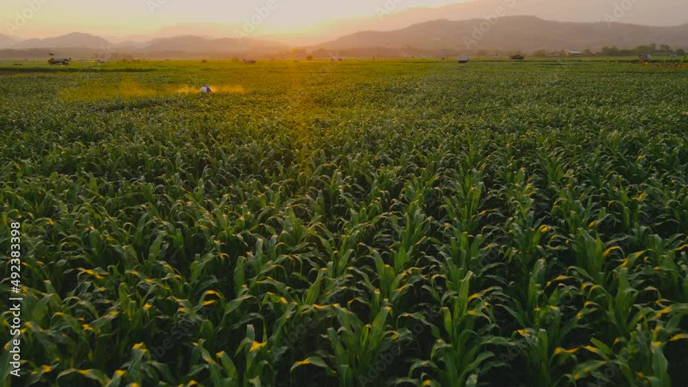 Aerial view above cornfield in evening and light shines sunset with Farmer spraying chemical in plantation near the mountain at countryside Thailand, animal feed agricultural industry, Drone shots