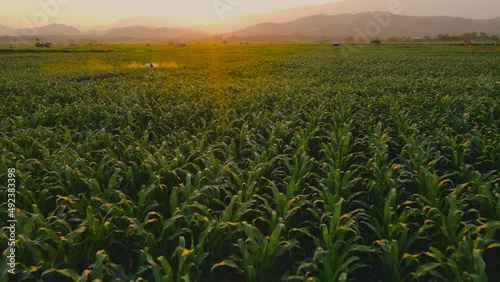 Aerial view above cornfield in evening and light shines sunset with Farmer spraying chemical in plantation near the mountain at countryside Thailand, animal feed agricultural industry, Drone shots photo