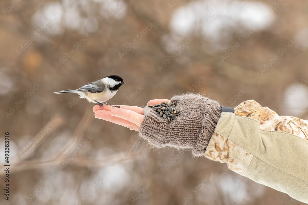 Fototapeta premium A black-capped chickadee coming to a hand to feed on bird seed. 
