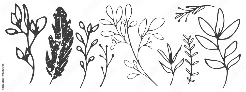 Fototapeta premium Vector plants and grasses. Minimalist black style of hand drawn plants. With leaves and organic shapes. For your own design.