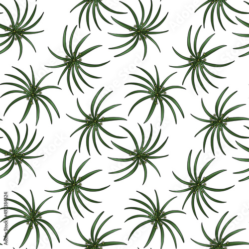 seamless pattern with drawing plant of cypriol, nutgrass, Cyperus scariosus at white background, hand drawn illustration