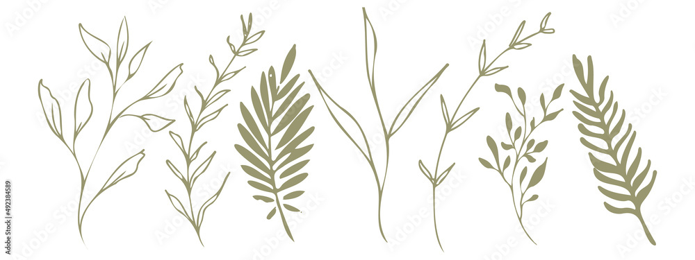 Vector plants and grasses. Minimalist style in green colors of hand drawn plants. With leaves and organic shapes. For your own design. Vector plants and grasses. Minimalist style in green colors of hand drawn plants. With leaves and organic shapes. For your own design.