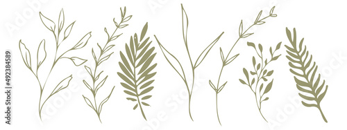 Vector plants and grasses. Minimalist style in green colors of hand drawn plants. With leaves and organic shapes. For your own design.