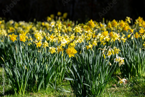 Fototapeta Naklejka Na Ścianę i Meble -  Vibrant daffodils in the spring sunshine