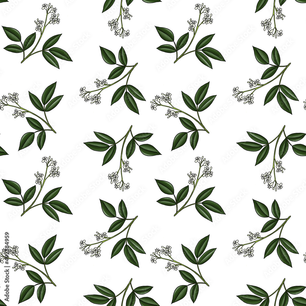 seamless pattern with drawing branch of amyris at white background, hand drawn illustration