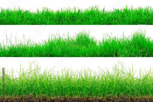 Green Grass Border isolated on white background.The collection of grass. (Manila Grass)The grass is native to Thailand is very popular in the front yard.