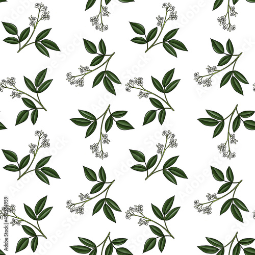 seamless pattern with drawing branch of amyris at white background  hand drawn illustration