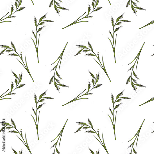 Fototapeta Naklejka Na Ścianę i Meble -  seamless pattern with drawing plant of palmarosa , Cymbopogon martinii at white background, hand drawn illustration