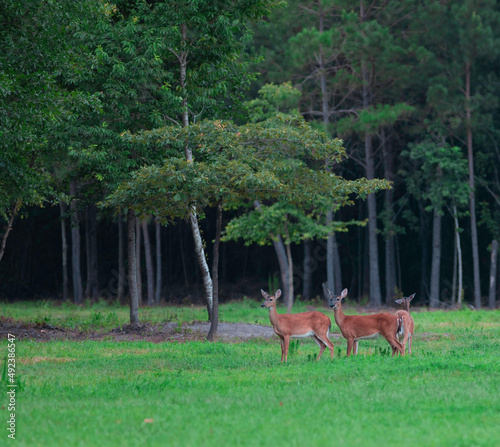 North Carolina field with deer