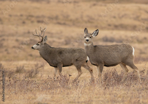 Mule deer buck and doe together in Montana