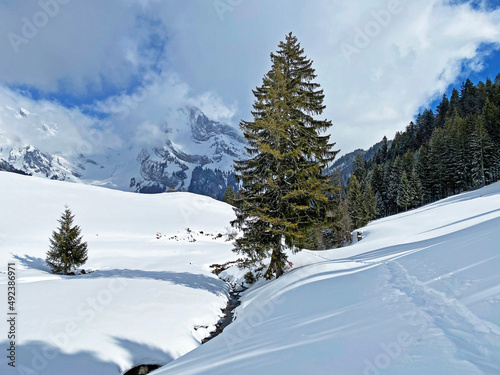 Picturesque canopies of alpine trees in a typical winter atmosphere after snowfall over the Obertoggenburg alpine valley and in the Swiss Alps - Unterwasser, Switzerland (Schweiz) © Mario