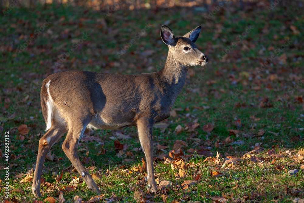 Whitetail deer in Virginia in the fall Whitetail deer in Virginia in the fall