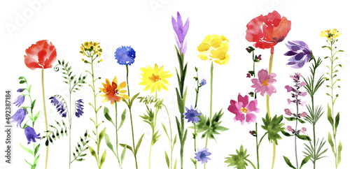 watercolor drawing green grass and wild flowers at white background, hand drawn illustration