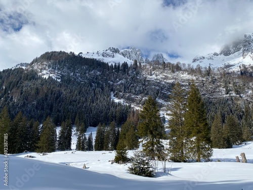 Picturesque canopies of alpine trees in a typical winter atmosphere after snowfall over the Obertoggenburg alpine valley and in the Swiss Alps - Unterwasser, Switzerland (Schweiz)