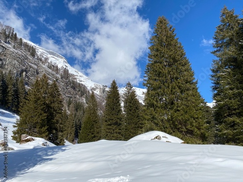 Picturesque canopies of alpine trees in a typical winter atmosphere after snowfall over the Obertoggenburg alpine valley and in the Swiss Alps - Unterwasser, Switzerland (Schweiz)